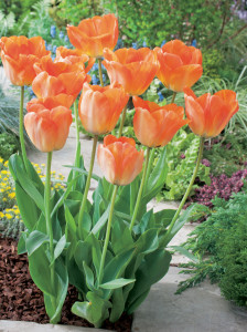 14262606PA - Tulipa Daydream DHT