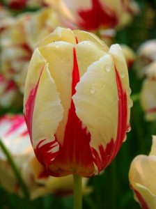 Tulipan World Expression J11