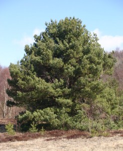 Pinus-sylvestris-phenotype_3