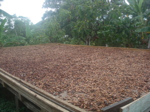 Cacao_Beans_Drying
