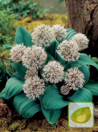 Czosnek (Allium) 'Karataviense'