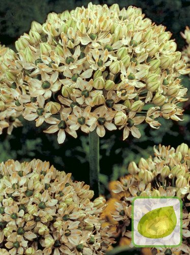 Czosnek (Allium nigrum)