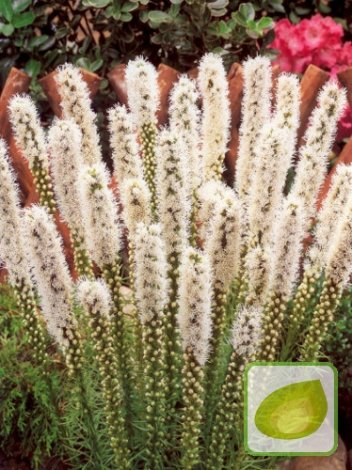 Liatra kłosowa biała ( Liatris spicata ) " Alba " 